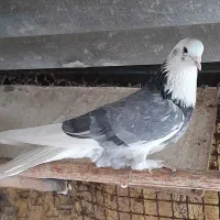 کبوتر مایه کفتر
