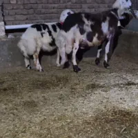 بز و میش فروشی