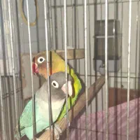 طوطی برزیلی مولد فیشر با تخم و لانه و قفس