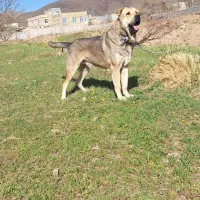 سگ پژدر