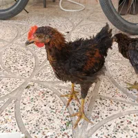 جوجه رسمی