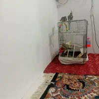 عروس هلندی