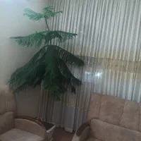 درخت کاج مطبق2متری