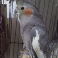 جفت عروس هلندی