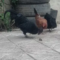 مرغ و خروس ایام سمایی