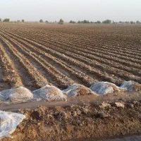 کود اوره