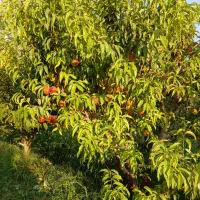 تعداد ۶۰ درخت شلیل به اجاره داده میشود
