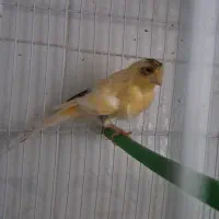 قناری نر بخون