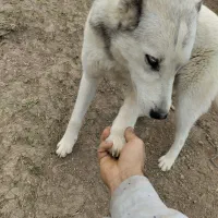 سگ نگهبان ( هاسکی محلی)