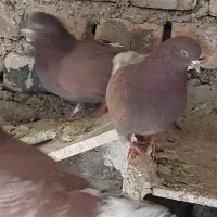 کبوتر پرشی سو قدیم