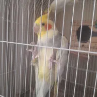 عروس هلندی نر و ماده مولد