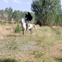 اسب|اسب و تجهیزات اسبسواری|سراب, |دیوار