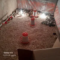 جوجه اصیل گلپایگان