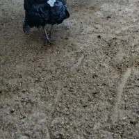نر بوقلمون