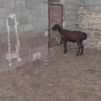 بره قوچ چینی درجه یک