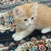 گربه|گربه|میبد, |دیوار