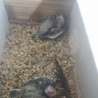 جوجه عروس هلندی سرلاکی