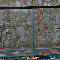 اکواریوم / ماهی