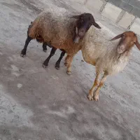 گوسفند