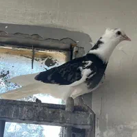 جوجه کفتر کبوتر جیر
