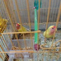 طوطی برزیلی با کیفیت