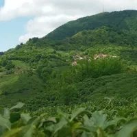 چمن زنی و علف تراشی درگیلان