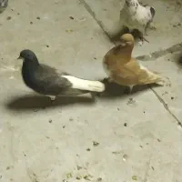 کفتر|پرنده|شهر ری, تقی آباد|دیوار