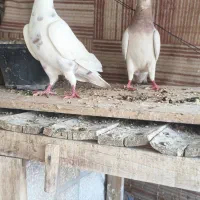 کفتر|پرنده|سمنان, |دیوار
