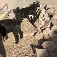 دوتا بزغاله و یک بره