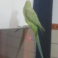 طوطی