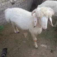 بره