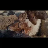 یک عددبره ماده گیچ