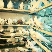 کبوتر پرشی