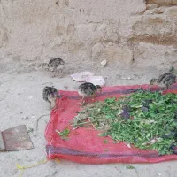 جوجه بوقلمون محلی دونه ای ۵۵۰ هزارتومان ۱۰روزه