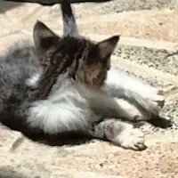 گربه معمولی بچه