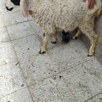 بره ماده پاکستانی دورگ دم خونه ای پرواری چاق۱ساله