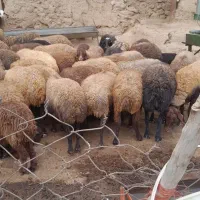 تماس‌بگیرین‌تا‌قیمت‌بگم