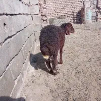 بره  نر