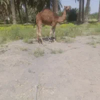 شتر فروشی