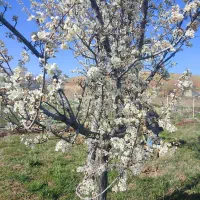 کود های ارگانیک