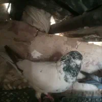 کله سبز پرش سنگین و پشت مگسی مسا فتی