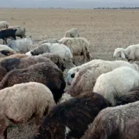گوسفند داشتی