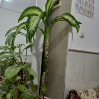 انواع گل|گل و گیاه طبیعی|نیشابور, شهید بهشتی|دیوار