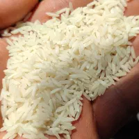 برنج طارم هاشمی درجه 1