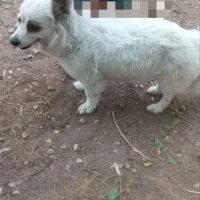 سگ پاکوتاه اشپیتز ماده یه ساله