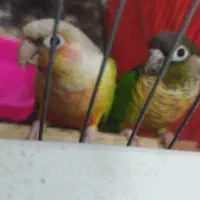 گرینچیک