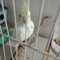 عروس هلندی ماده