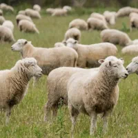 دام پروار و درجه یک زنده مغان و افشار