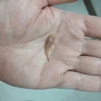 ماهی لجن خوار کت پوزه ای