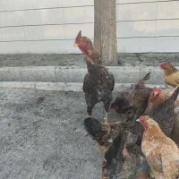مرغ خروس